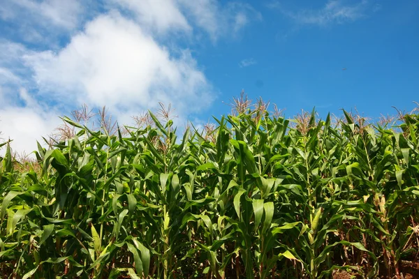 Corn Field Against Blue Sky — Stock Photo, Image
