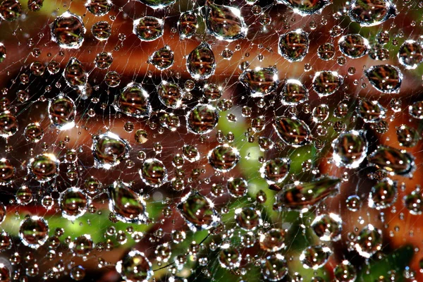 stock image Water droplets in spider web