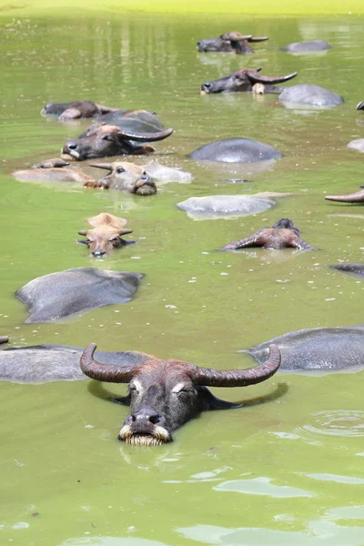 Buffalo resto na lagoa — Fotografia de Stock
