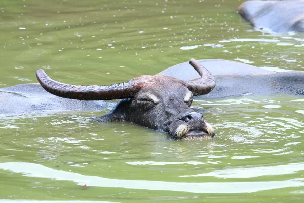 Buffalo resto na lagoa — Fotografia de Stock