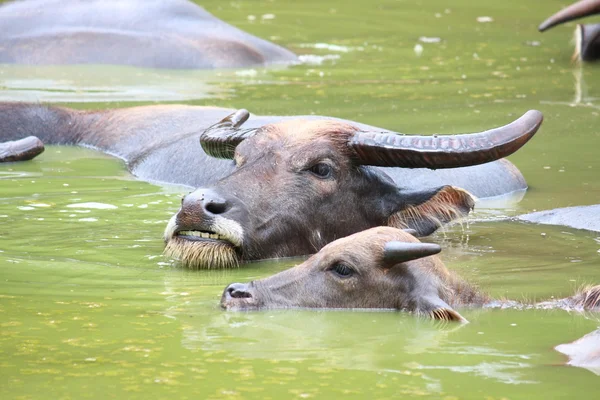 Buffalo odpočinek v rybníku — Stock fotografie