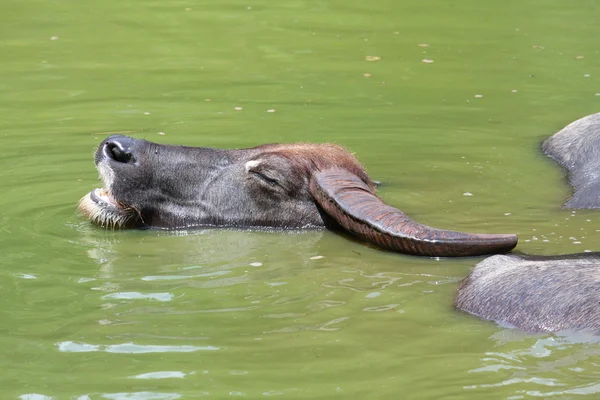Buffalo odpočinek v rybníku — Stock fotografie