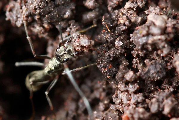 Mravenec držení půdy v myši — Stock fotografie