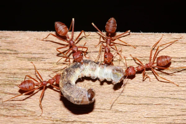 Ant eating worm — Stock Photo, Image