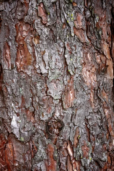 껍질 나무 — 스톡 사진