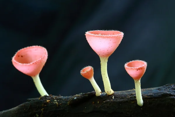 ピンクの燃焼、菌類カップ — ストック写真