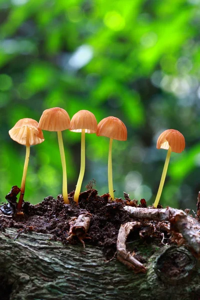 Cogumelo de beleza na floresta — Fotografia de Stock