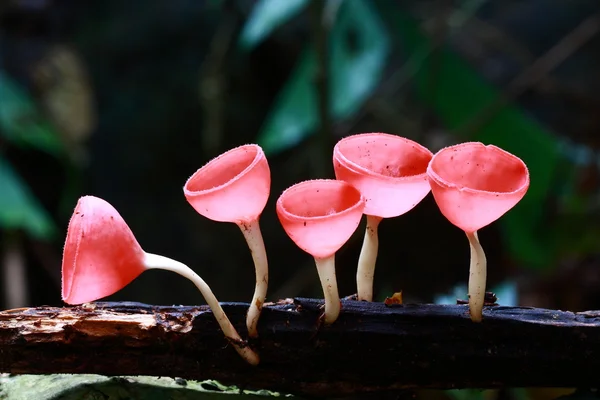 ピンクの燃焼、菌類カップ — ストック写真