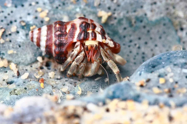 Hermit crab, pagurian — Stockfoto
