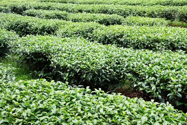 stock image Leaf tea farm