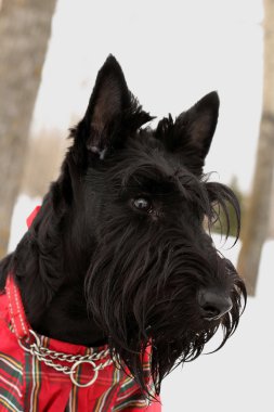 Scottish terrier dog clipart