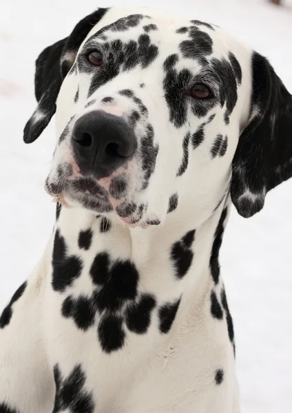 Dalmaçya köpeği — Stok fotoğraf