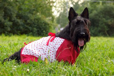 İskoç korkunç köpek