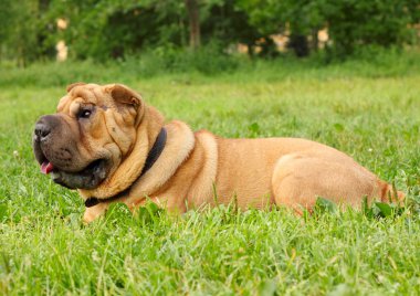 Shar pei dog clipart