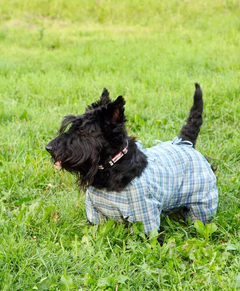 Scottish terrier dog — Stock Photo, Image