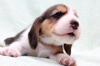 Beagle puppy clipart