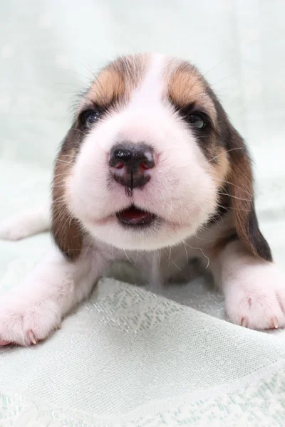 Beagle pup Stockfoto