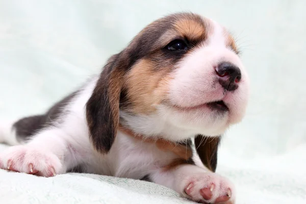 Beagle pup Rechtenvrije Stockafbeeldingen
