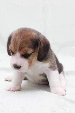 köpek beagle