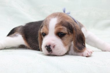 köpek beagle