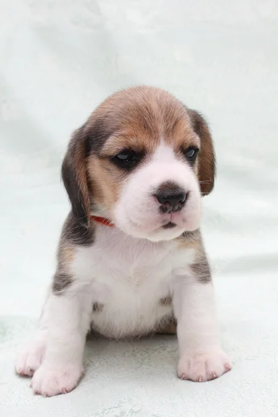 Dog beagle — Stock Photo, Image