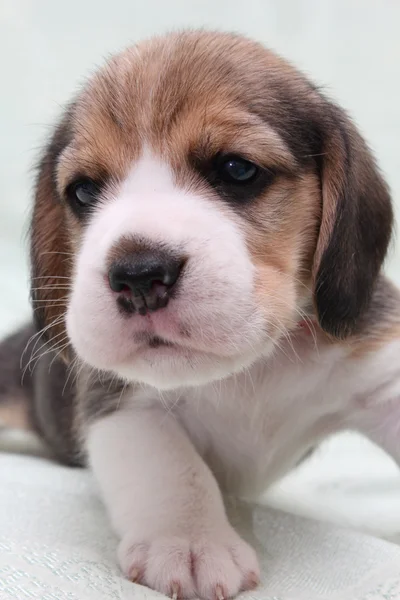 Cão beagle — Fotografia de Stock
