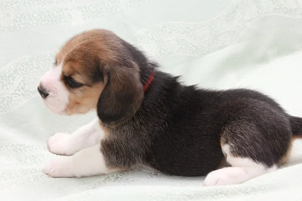 Perro beagle — Foto de Stock