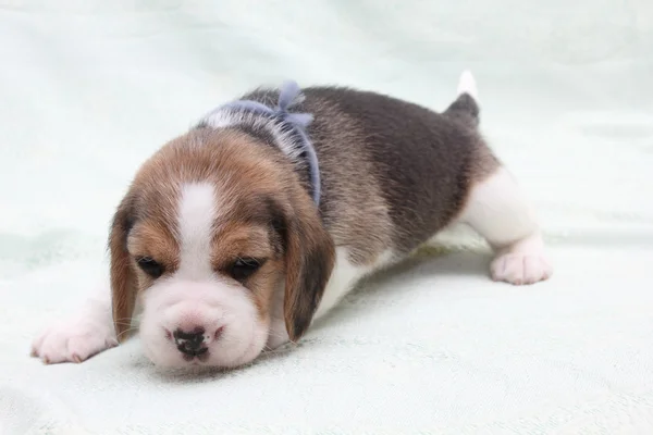 Pes beagle — Stock fotografie