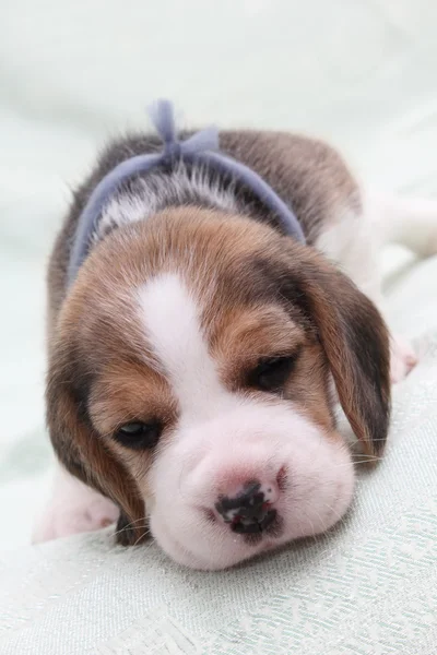 Dog beagle — Stock Photo, Image