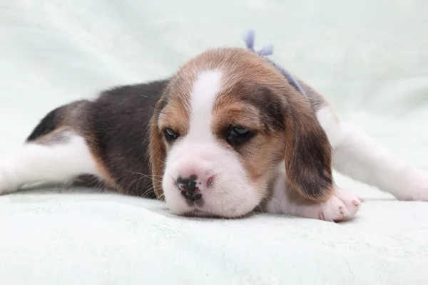 Köpek beagle — Stok fotoğraf