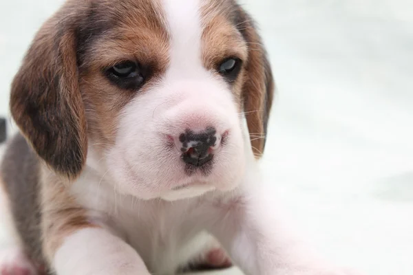 Perro beagle — Foto de Stock