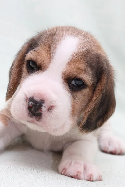 Pies beagle — Zdjęcie stockowe