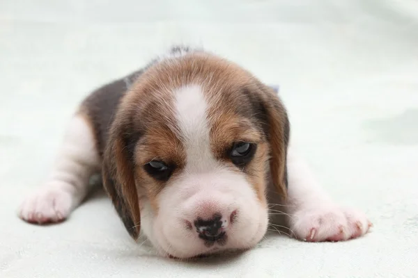 Pes beagle — Stock fotografie