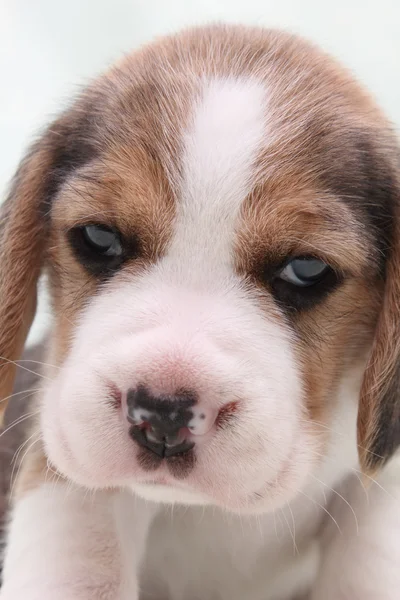 Cão beagle — Fotografia de Stock