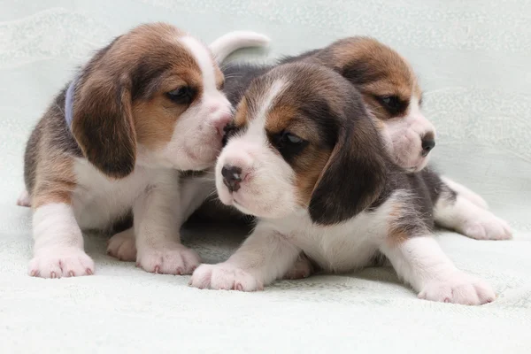 Cães cachorros beagle — Fotografia de Stock