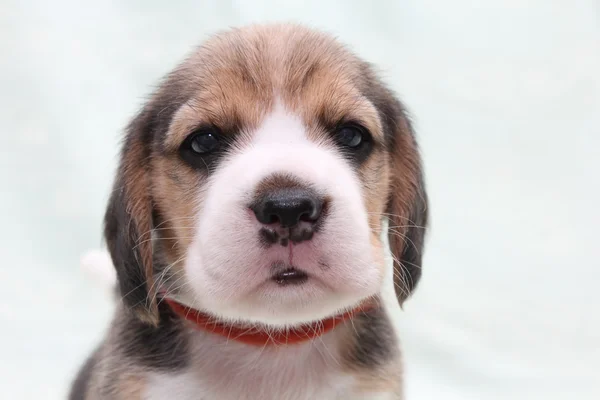 Beagle hond Stockafbeelding