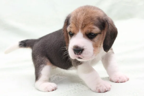 Hund beagle Royaltyfria Stockfoton