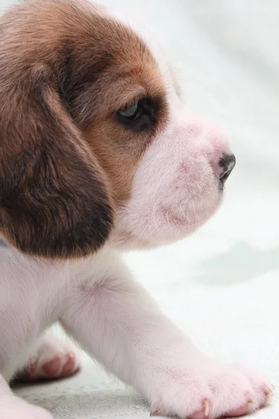 Hund beagle Stockbild