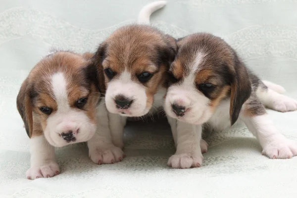 Hund beagle Royaltyfria Stockfoton