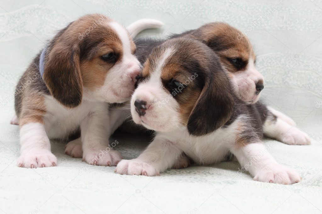 Dogs puppies beagle