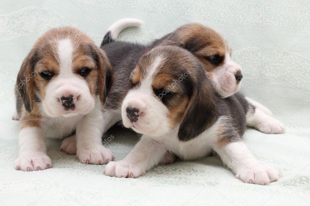 Dogs puppies beagle Stock Photo by ©domako 12089099