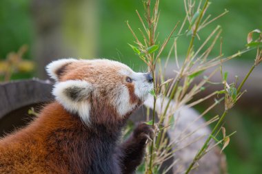 küçük panda ayısı