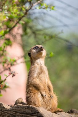 meerkat gökyüzü tarama