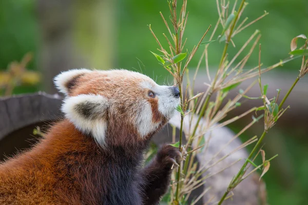 Kleiner Pandabär — Stockfoto