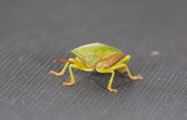 绿色小虫 — 图库照片