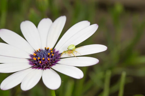 Araña verde en flor — Foto de Stock