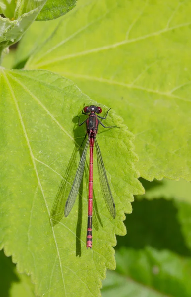 Dragonfly met rode ogen — Stockfoto