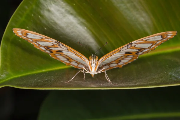Hermoso primer plano mariposa — Foto de Stock