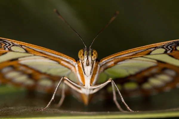 Krásný motýl closeup — Stock fotografie