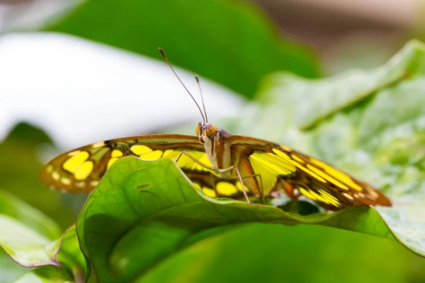 Красивая бабочка крупным планом — стоковое фото